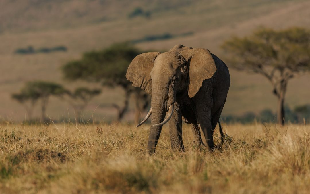 Into the Wild: The Thrilling World of Safaris